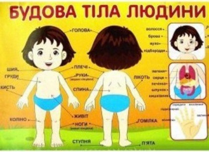 Плакат "Будова Тіла Людини"