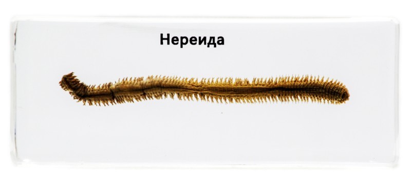 Нереїда
