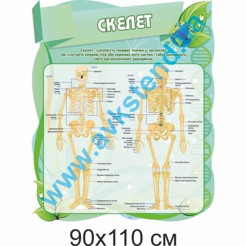 Стенд "Скелет" Стенд "Скелет"