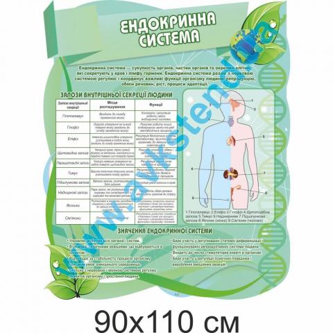 Стенд "Ендокринна система" Стенд "Ендокринна система"