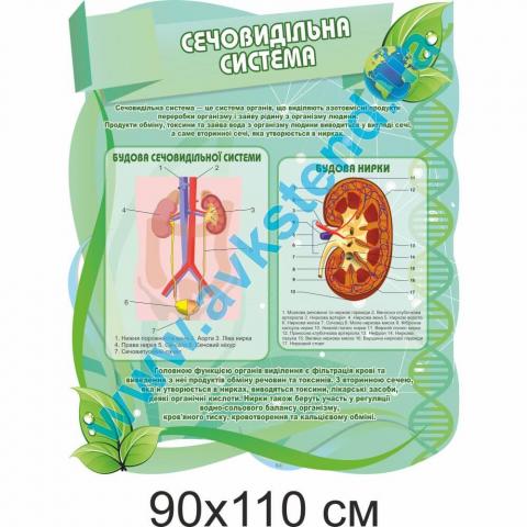 Стенд "Сечовидільна система" Стенд "Сечовидільна система"