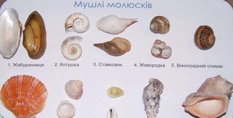 Колекція «Мушлі молюсків» Колекція «Мушлі молюсків»
