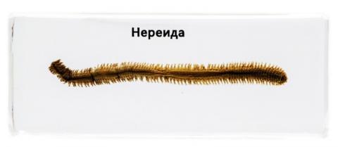 Нереїда Нереїда
